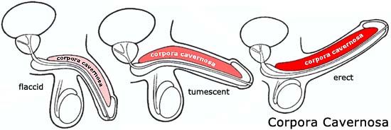 corpora cavernosa in flaccid, tumescent and erect state