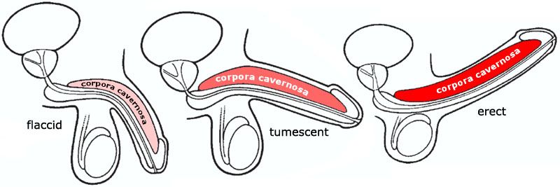 Penis Enlargement At Home