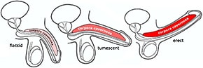 corpora cavernosa in flaccid, tumescent and erect state